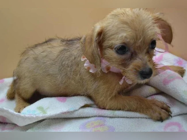 Chiot teckel croisé chihuahua thumbnail 2