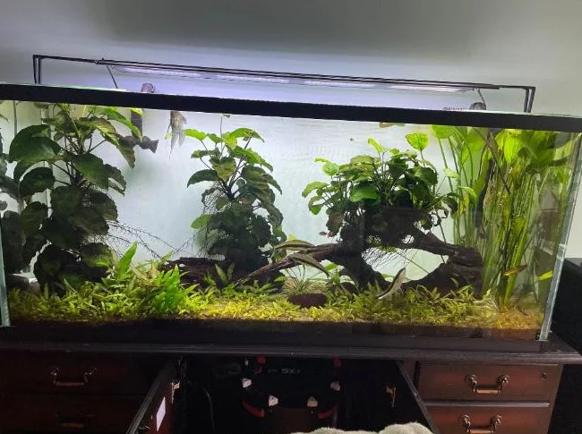 Aquarium de marque MIRACLE & filtre Fluval FX-6 thumbnail 4