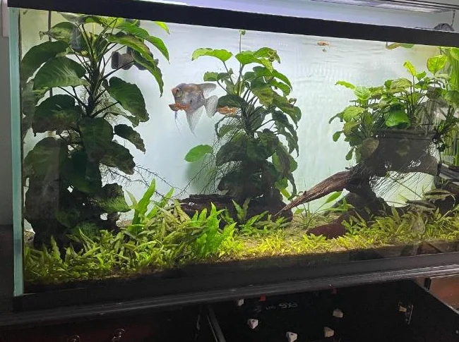 Aquarium de marque MIRACLE & filtre Fluval FX-6 thumbnail 3