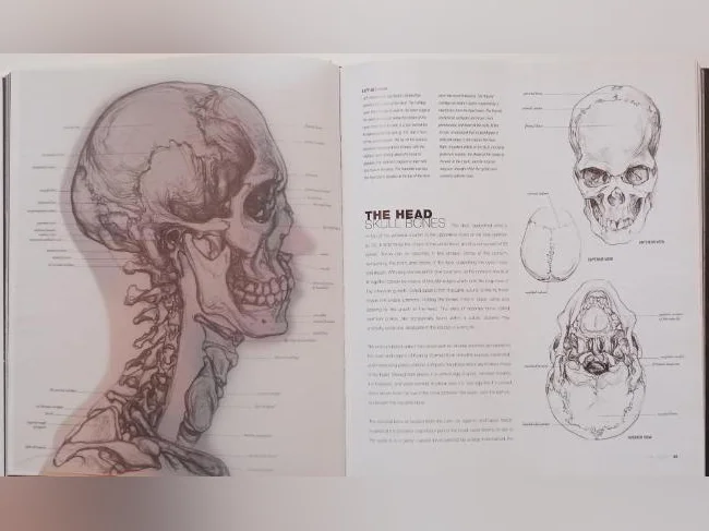 Anatomy for the Artist par Sarah Simblet (photos-dessins) thumbnail 4