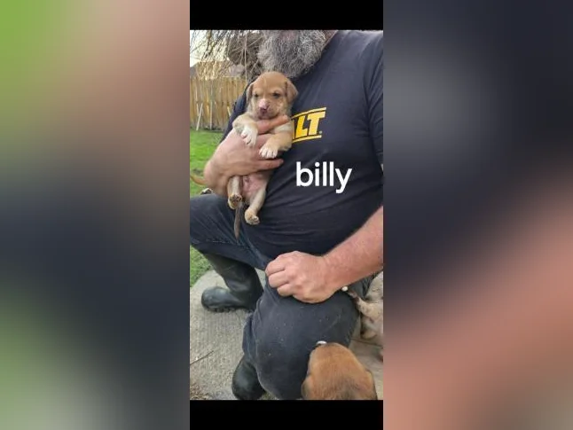 Bébé chien qui seront pres pour 1 juin