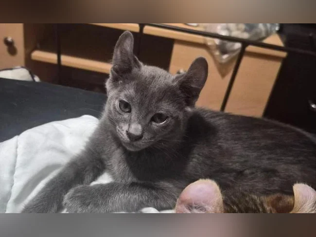Chaton Highland /siamois  mâle bleu gris ne le 11 avril