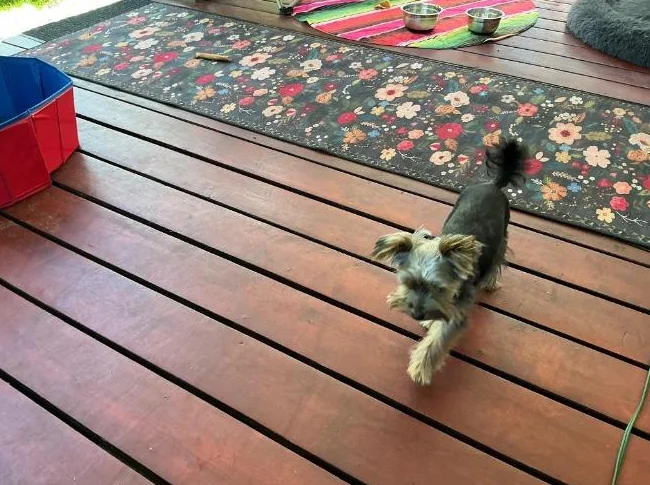Yorkshire à vendre, une petite Wouffie, pleine d’énergie et d’amour thumbnail 3