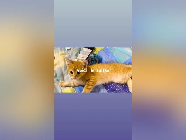 Chatons pour adoption thumbnail 7