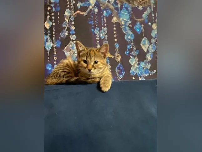 Chatons pour adoption