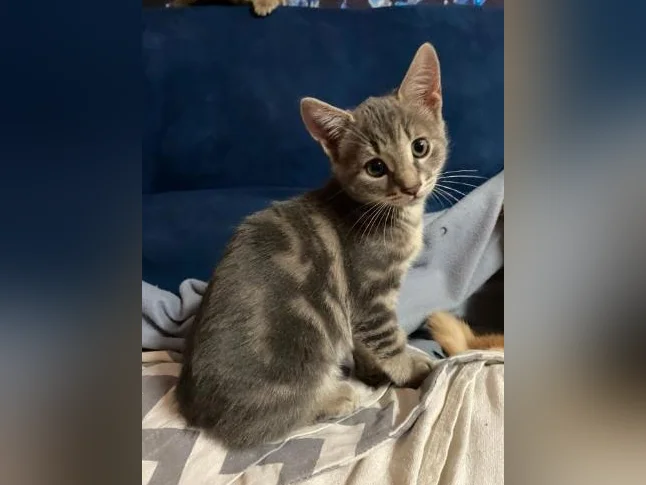 Chatons pour adoption thumbnail 2