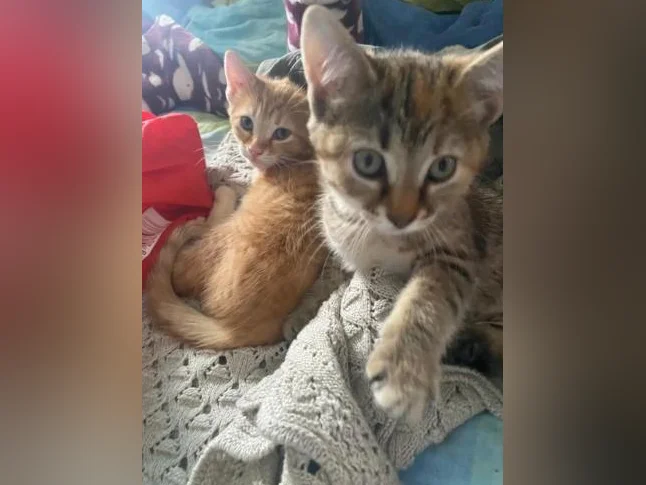 Chatons pour adoption thumbnail 6