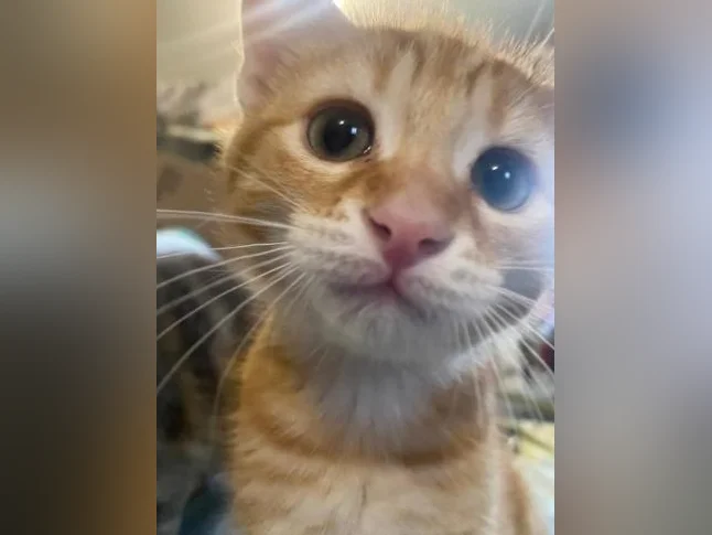 Chatons pour adoption thumbnail 9