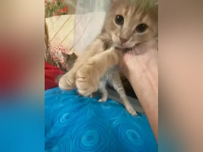 Chatons pour adoption thumbnail 8