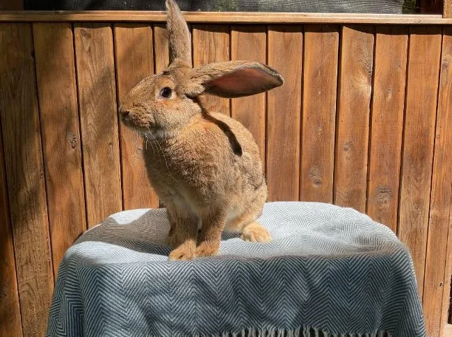 Lapin mâle Géant des Flandres thumbnail 2