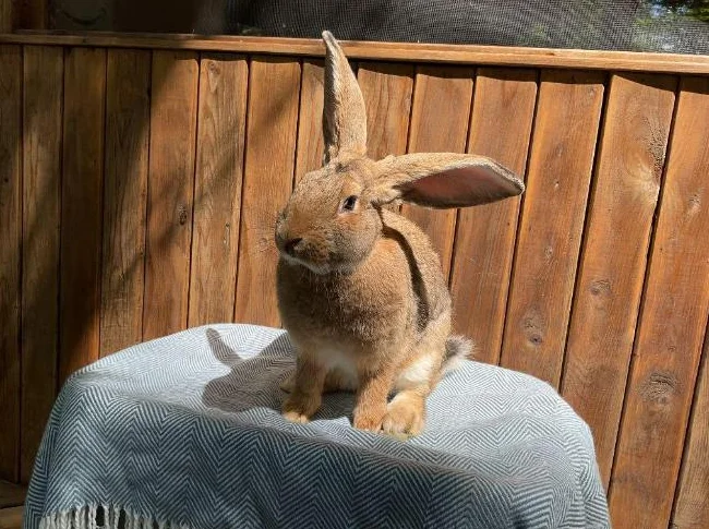 Lapin mâle Géant des Flandres thumbnail 3