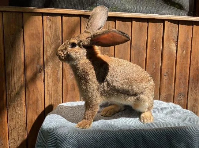 Lapin mâle Géant des Flandres