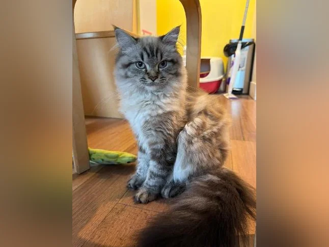 Nous cherchons un beau chat mâle pour notre chatte