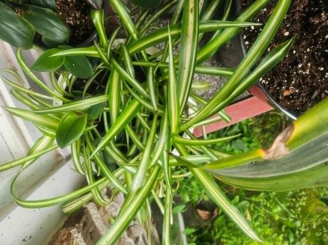 Jolies plantes d'intérieur thumbnail 3