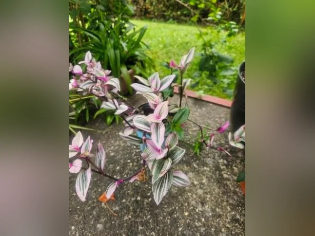 Jolies plantes d'intérieur