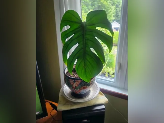 Jolies plantes d'intérieur thumbnail 5
