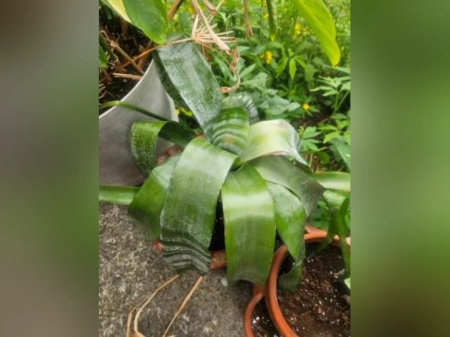Jolies plantes d'intérieur thumbnail 4