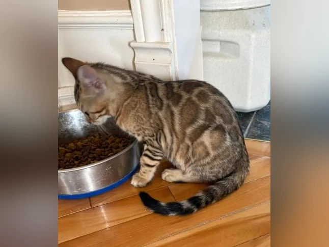Chaton Bengal thumbnail 6