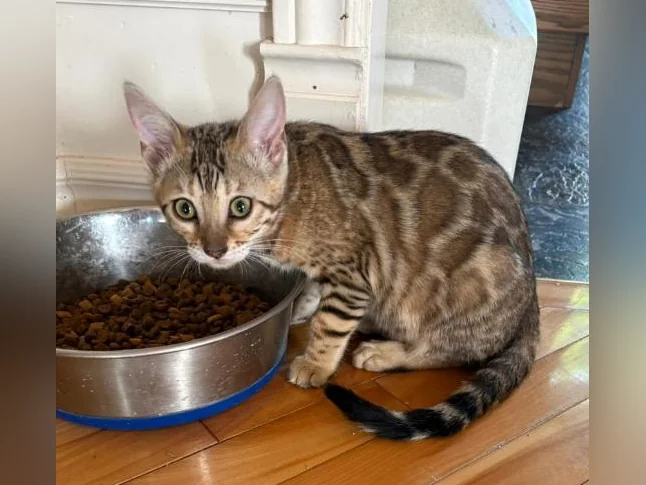 Chaton Bengal thumbnail 7