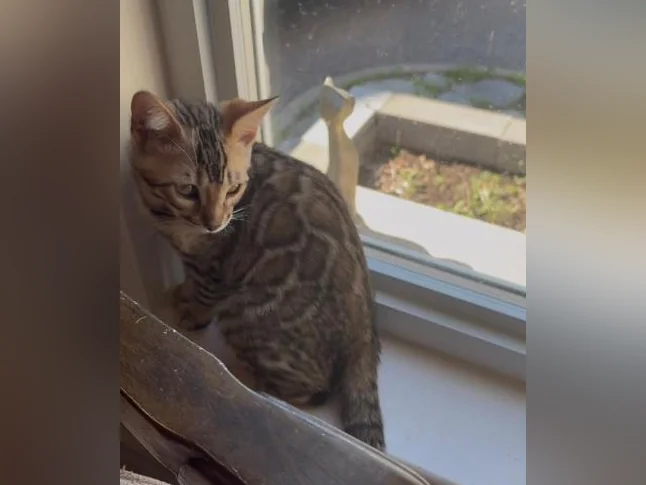 Chaton Bengal thumbnail 3