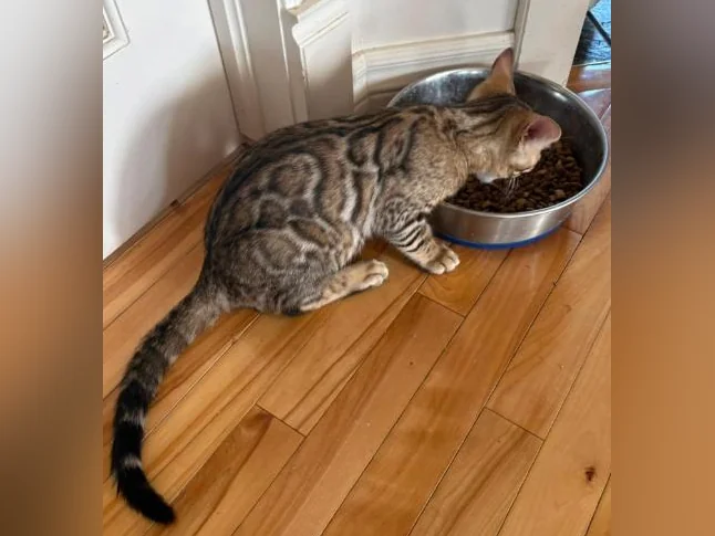 Chaton Bengal thumbnail 4
