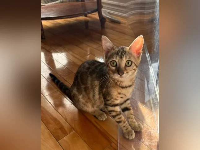 Chaton Bengal thumbnail 5