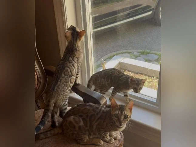 Chaton Bengal thumbnail 9
