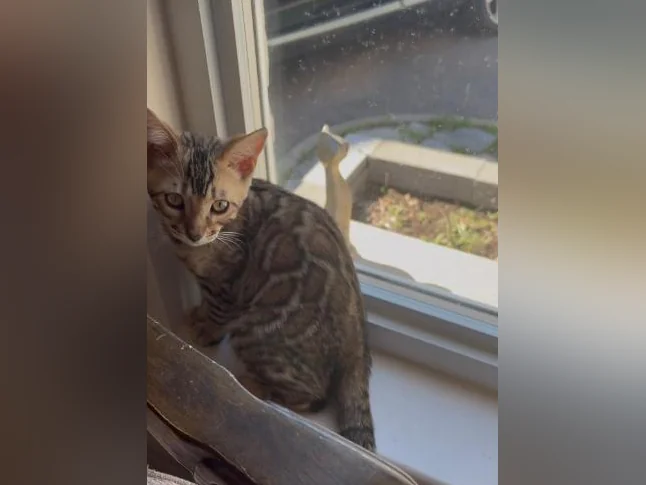 Chaton Bengal thumbnail 2