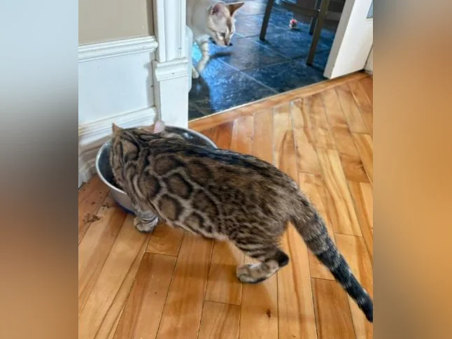Chaton Bengal thumbnail 8