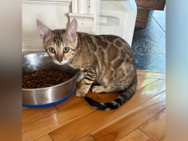 Chaton Bengal thumbnail 10