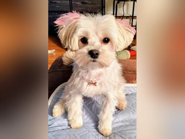 Recherche petit male Morkie