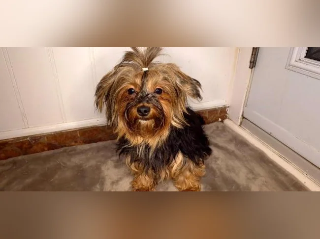 Magnifique femelle Yorkshire Morkie (chien adulte) thumbnail 3
