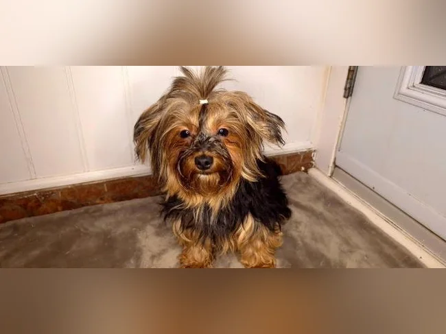 Magnifique femelle Yorkshire Morkie (chien adulte) thumbnail 5