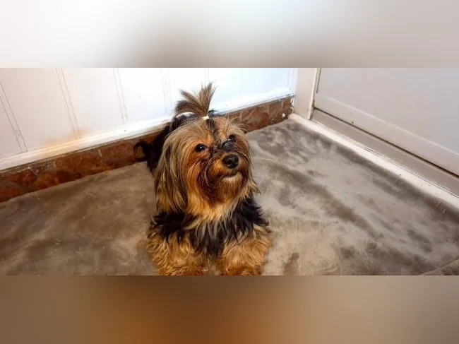 Magnifique femelle Yorkshire Morkie (chien adulte) thumbnail 6