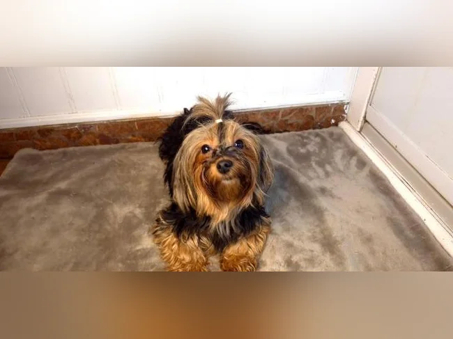 Magnifique femelle Yorkshire Morkie (chien adulte) thumbnail 8