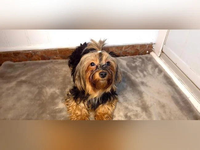 Magnifique femelle Yorkshire Morkie (chien adulte) thumbnail 7