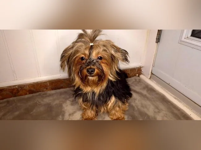 Magnifique femelle Yorkshire Morkie (chien adulte)
