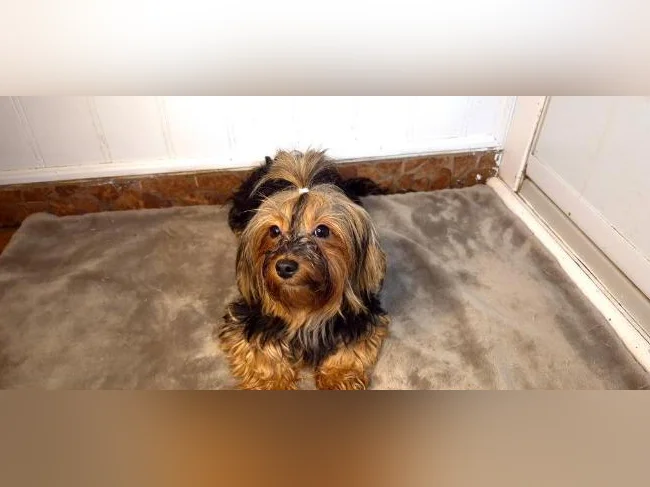 Magnifique femelle Yorkshire Morkie (chien adulte) thumbnail 4