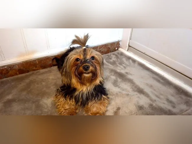 Magnifique femelle Yorkshire Morkie (chien adulte) thumbnail 2
