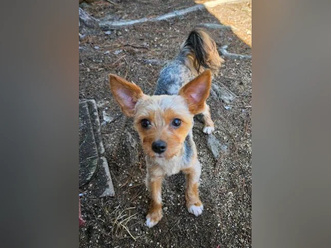 Mâle Yorkshire Merle reproducteur à vendre