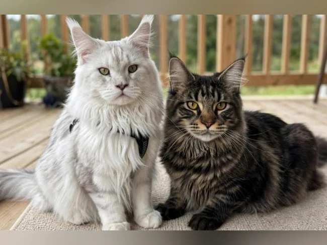 Maine Coon de race pure 2 mâles et 2 femelles thumbnail 2