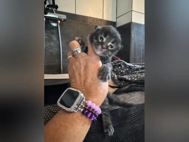Maine Coon de race pure 2 mâles et 2 femelles thumbnail 3