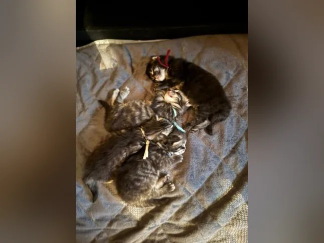 Maine Coon de race pure 2 mâles et 2 femelles