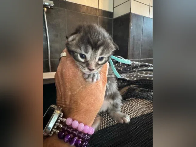 Maine Coon de race pure 2 mâles et 2 femelles thumbnail 4
