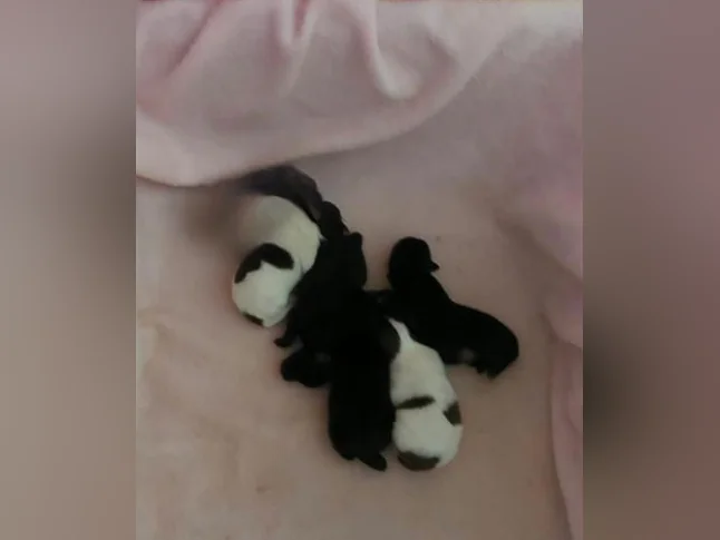 Superbe chiots pomeraniens
