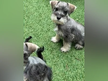 Schnauzer Nain thumbnail 6