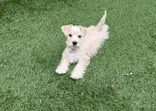 Schnauzer Nain