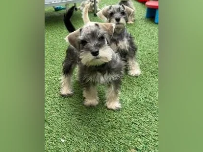 Schnauzer Nain thumbnail 9