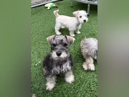 Schnauzer Nain thumbnail 5
