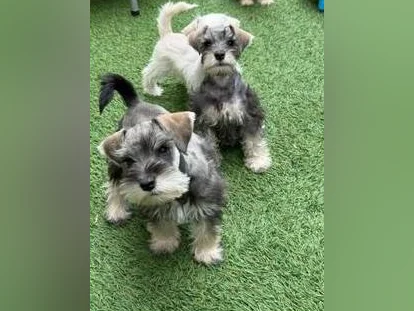 Schnauzer Nain thumbnail 7